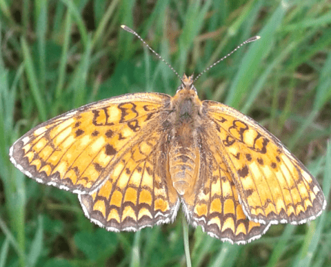 Nymphalidae : Melitaea phoebe? S